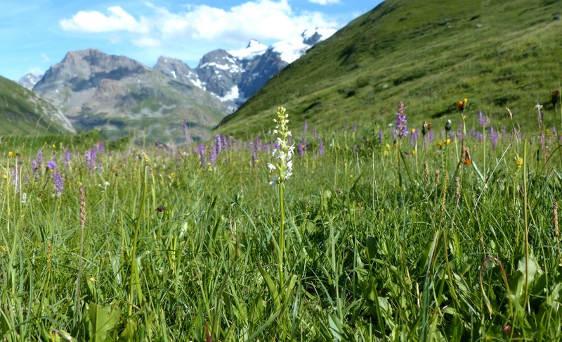 Nigritella cenisia e Nigritella rhellicani – Savoia francese   luglio 2023.